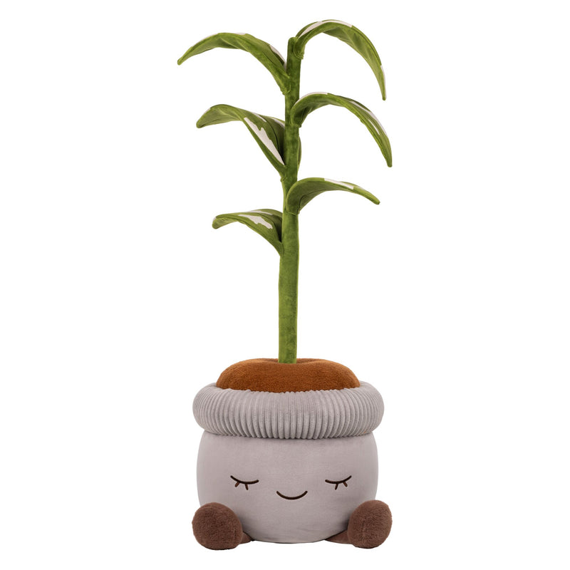 Arbusto de caucho de 4 pies de alto de Greenhouse by Russ