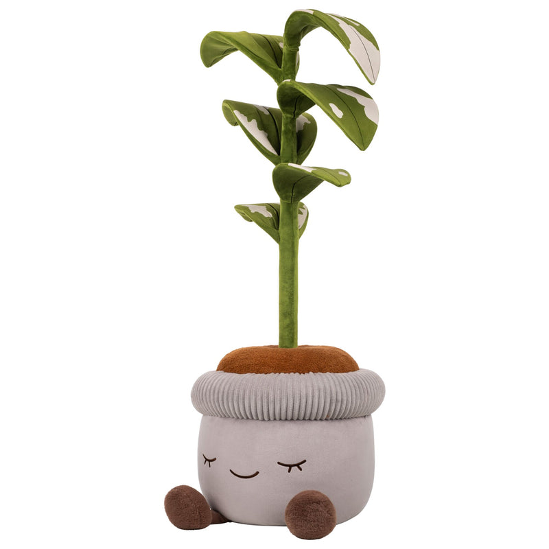 Arbusto de caucho de 4 pies de alto de Greenhouse by Russ