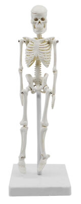 Miniature Human Skeleton Model, 8 Inch - Eisco Labs-image