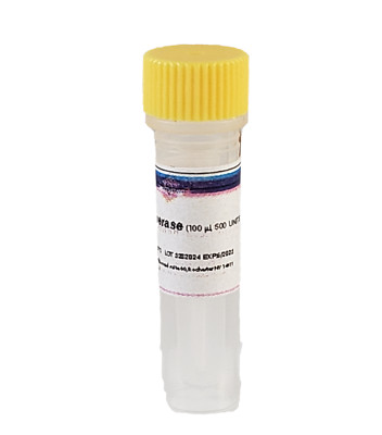High pure Taq DNA polymerase with 500U for Polymerase Chain Reaction-image